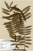 藏品(觀音座蓮)的圖片